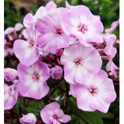 Флокс Pink (x1)